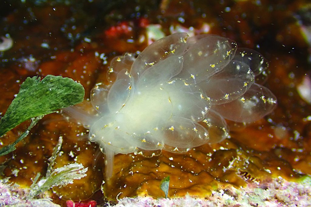 ミヤビウロコウミウシ