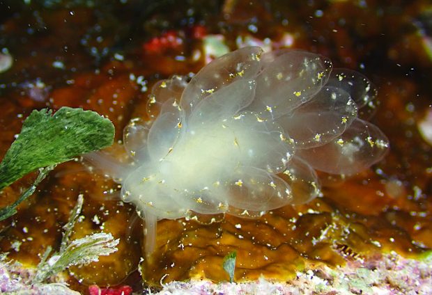 ミヤビウロコウミウシ