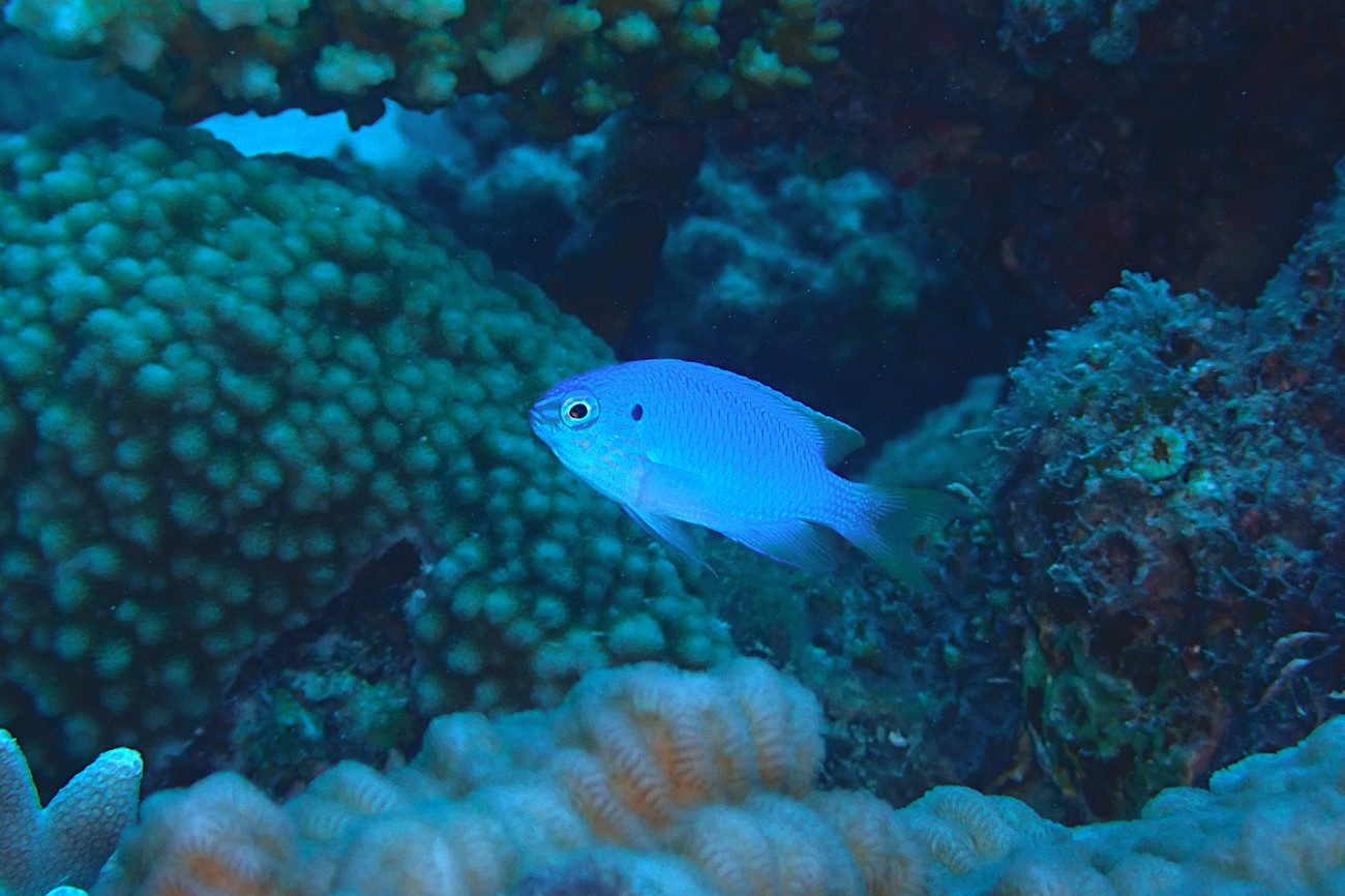 クジャクスズメダイ