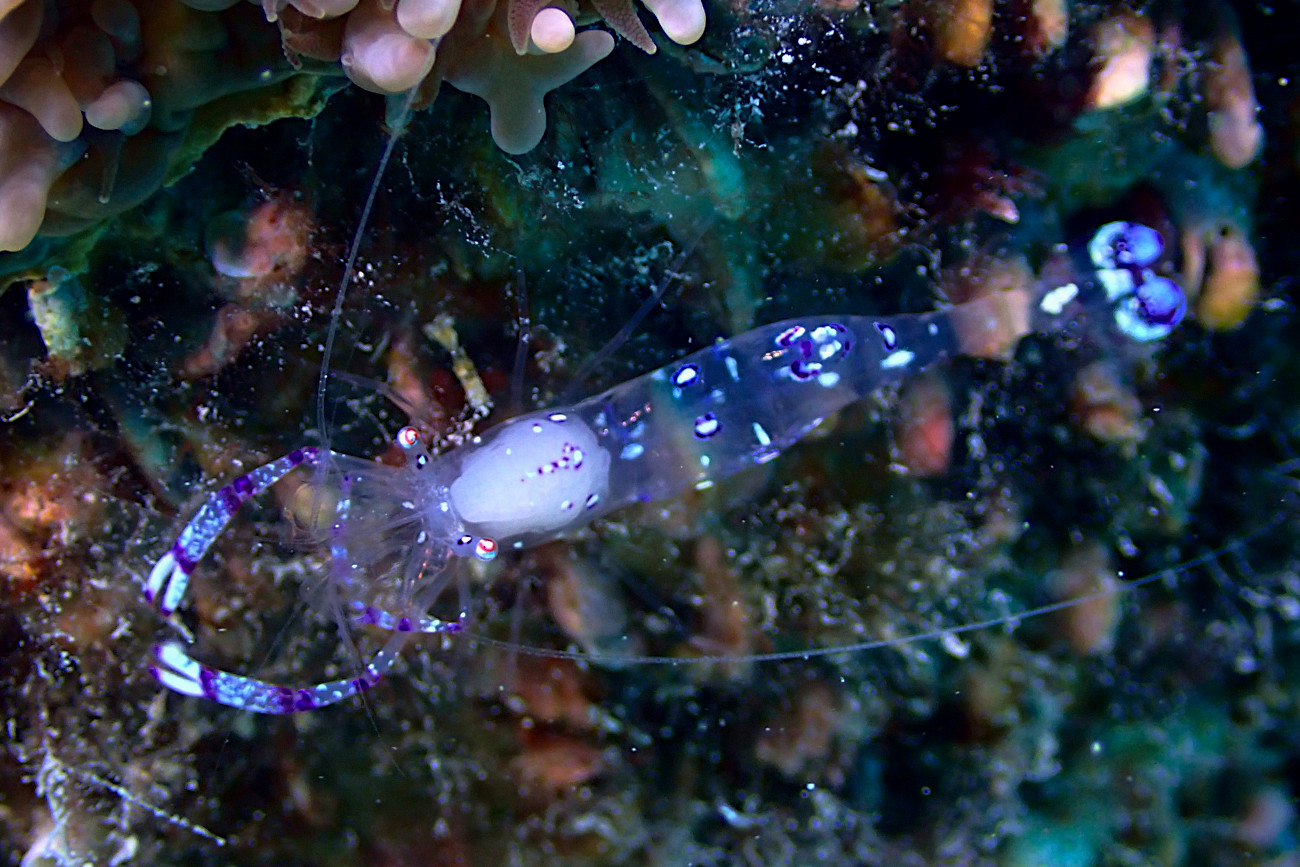 ナデシコカクレエビ