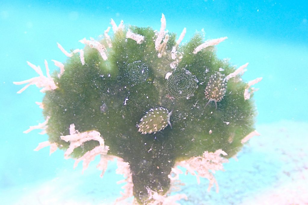 クサイロモウミウシ