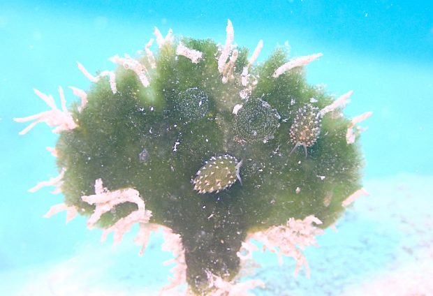 クサイロモウミウシ