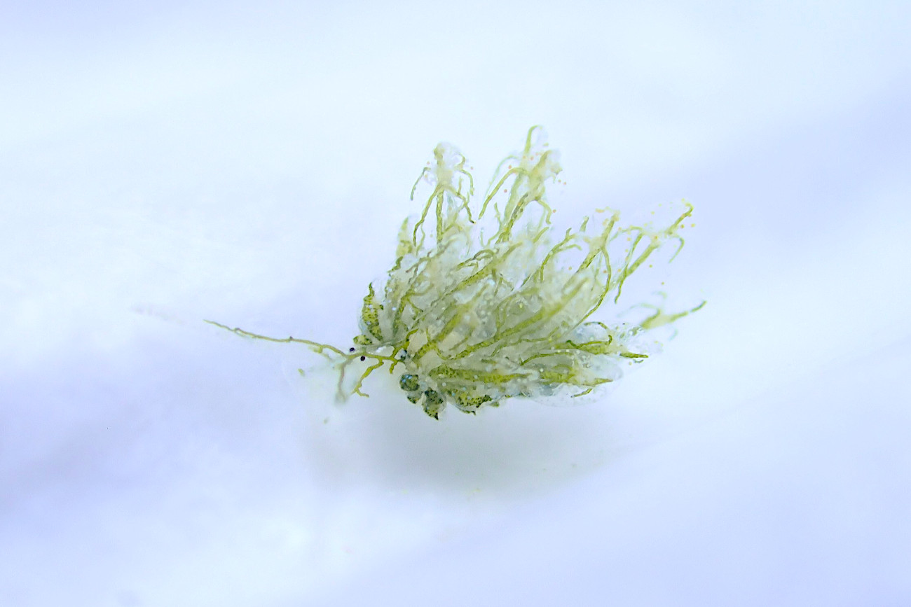 アオモウミウシ属の一種１０