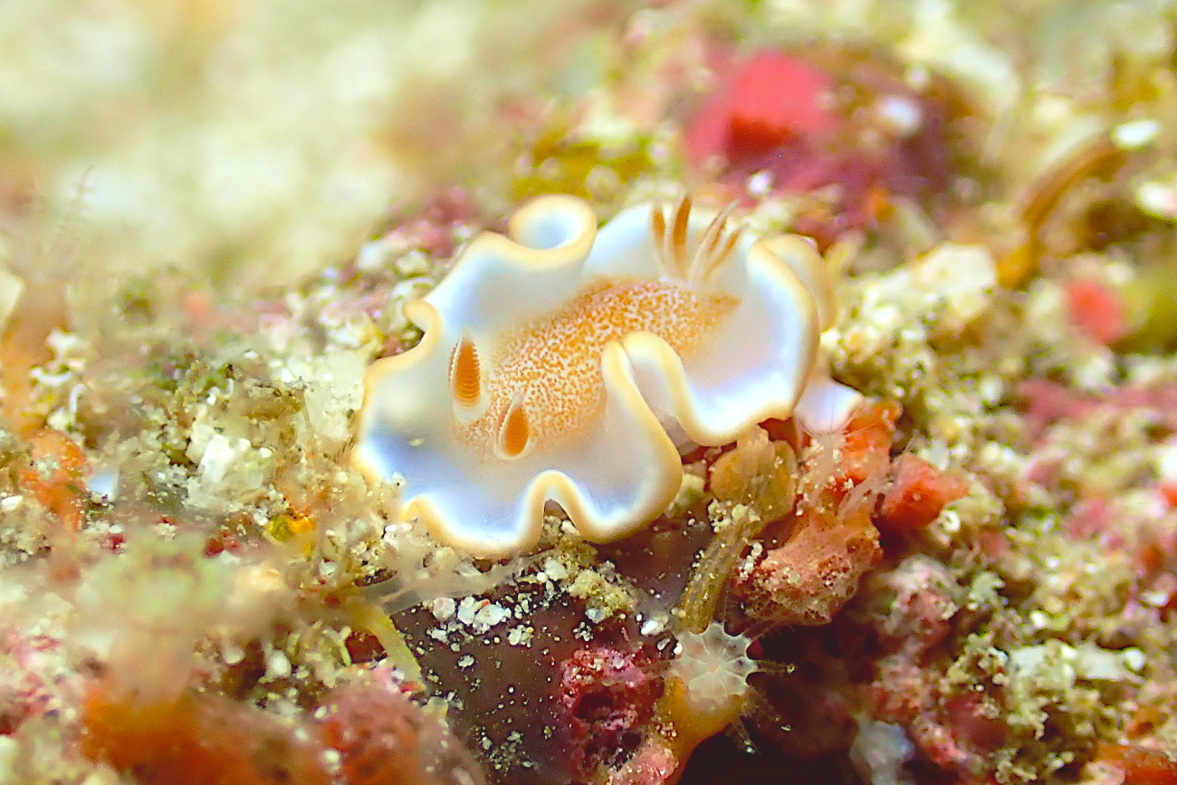 キャラメルウミウシ