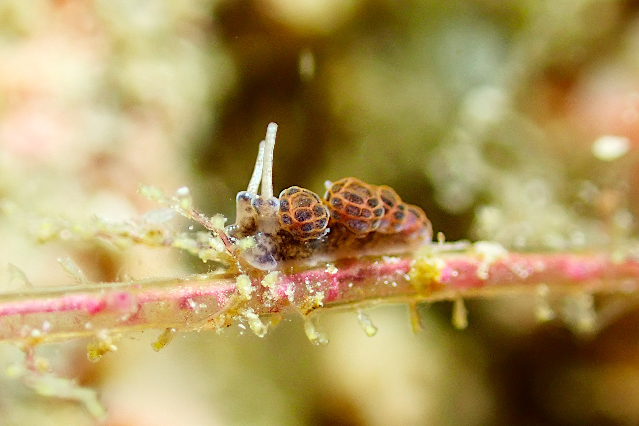 オキナワマツカサウミウシ