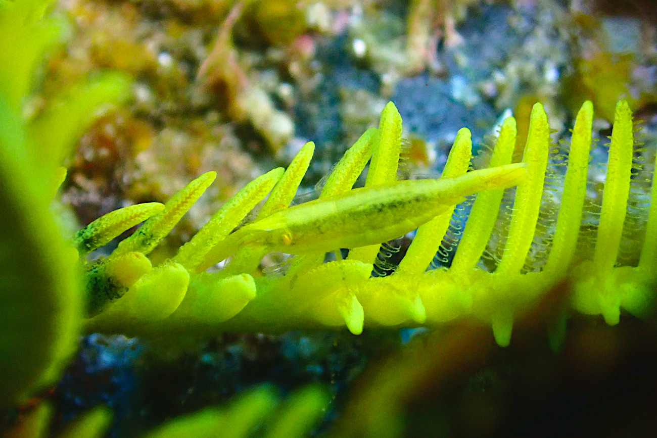 チビウミシダエビ