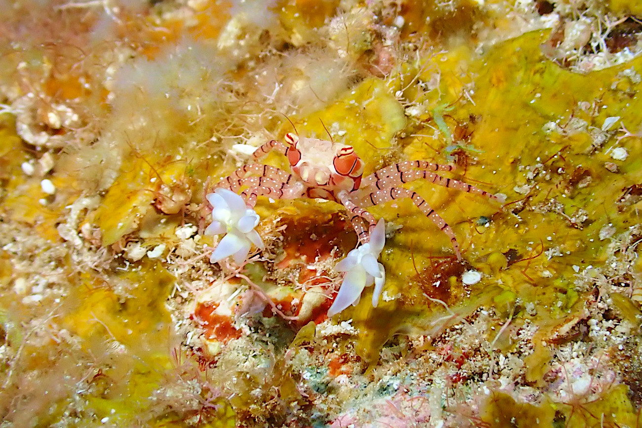 キンチャクガニ