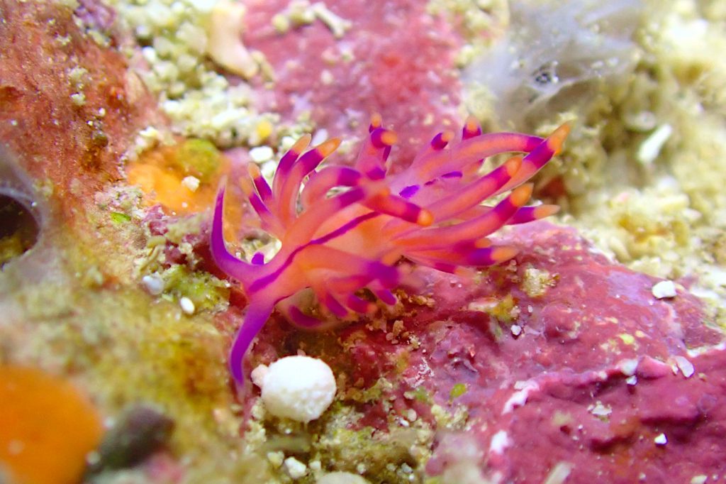 ニチロミノウミウシ