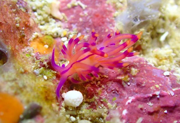 ニチロミノウミウシ