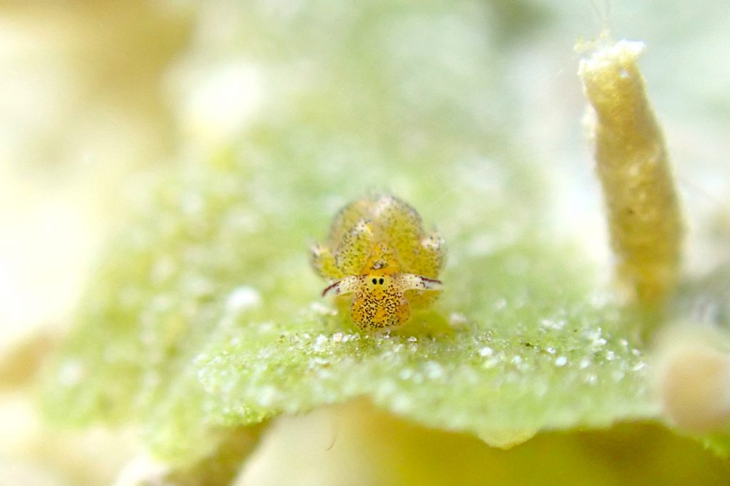 アオモンモウミウシ