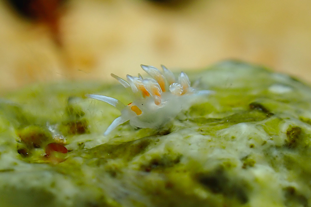 ニセハクセンミノウミウシ