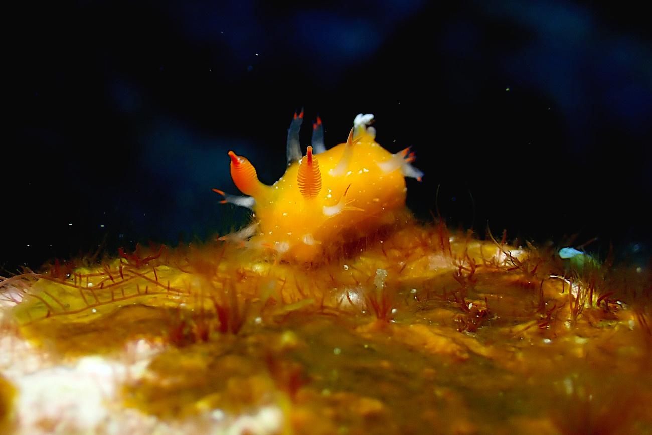 ヒメエダウミウシ