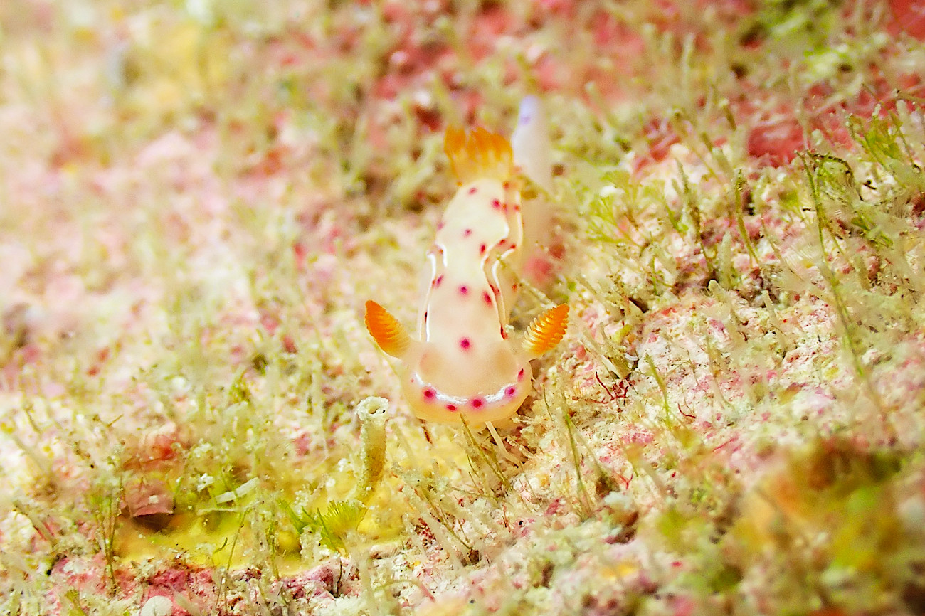 ミカドウミウシ幼体