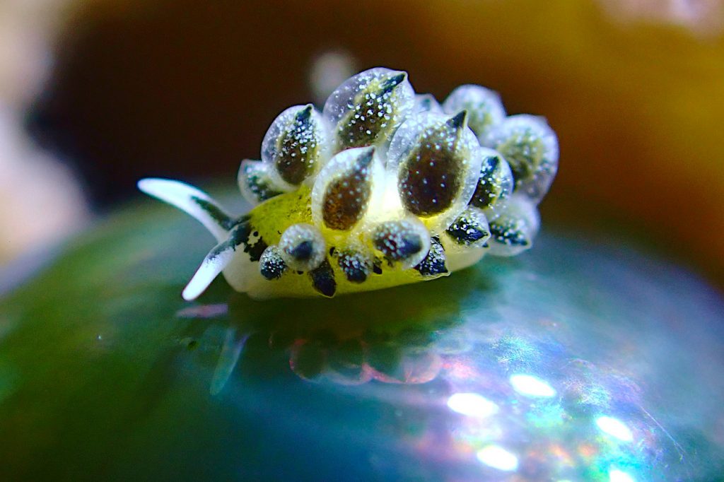 エルコラニア・エンドフィトファガ