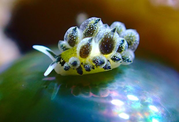 エルコラニア・エンドフィトファガ