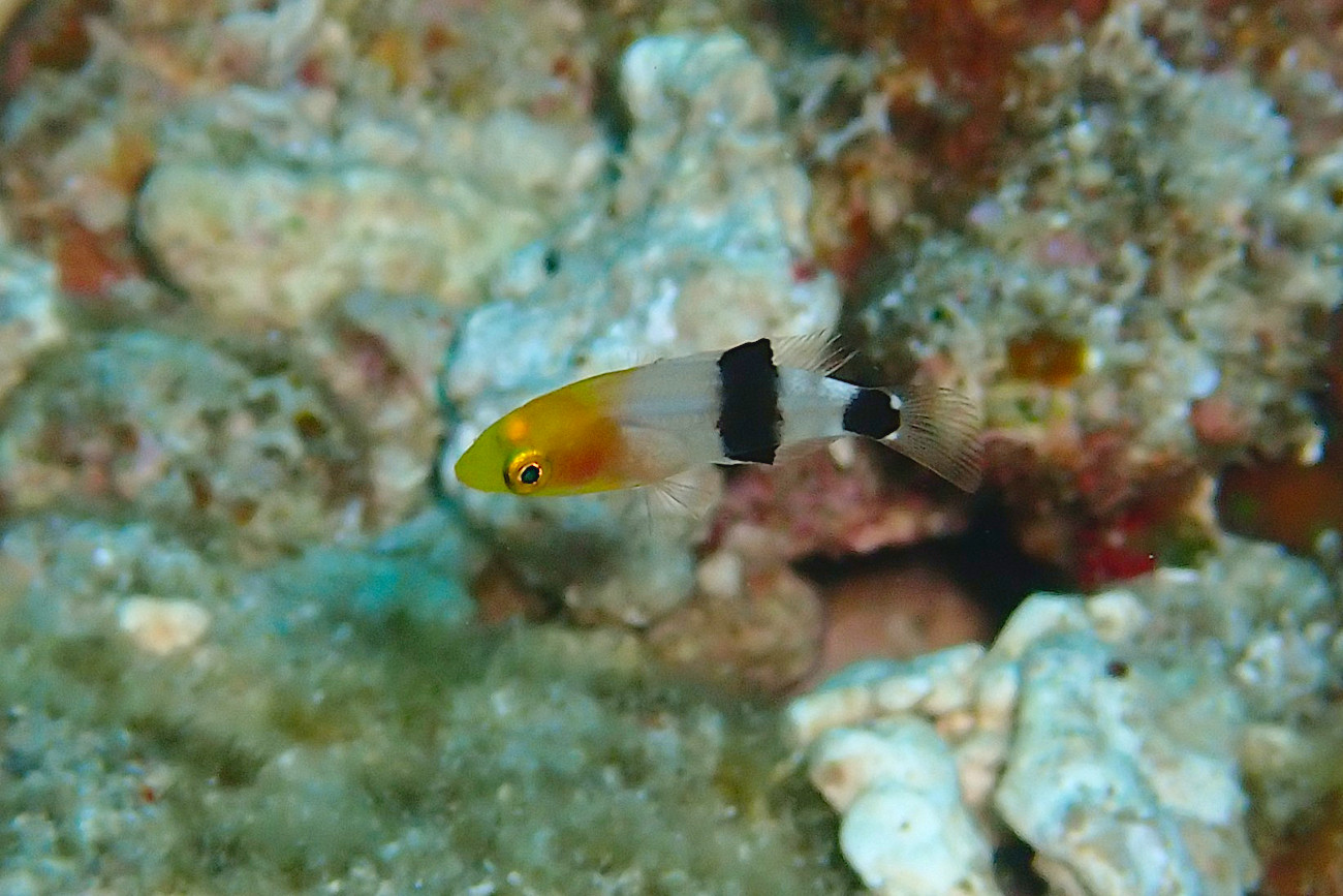 ヒレグロベラの幼魚