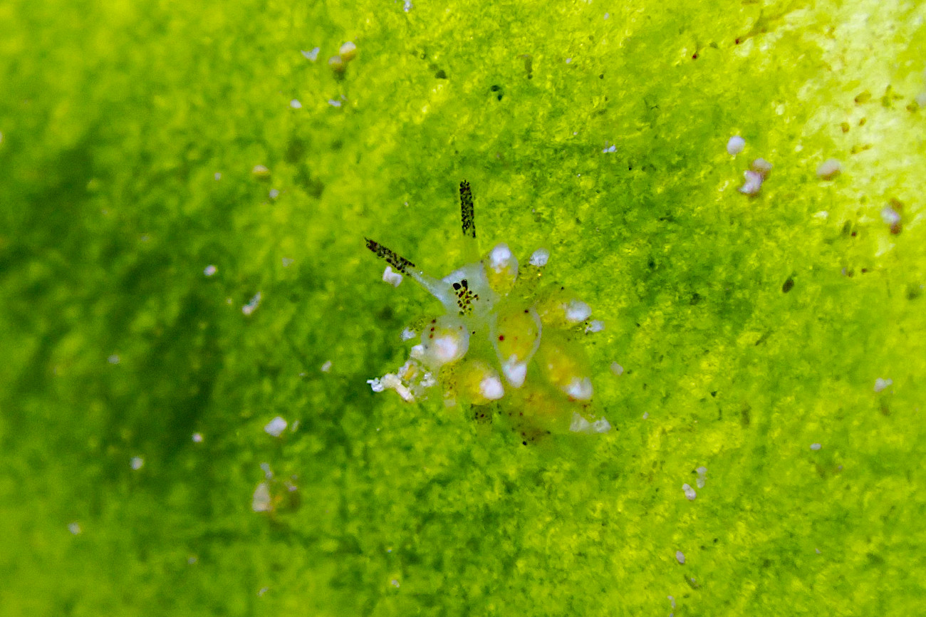 クサイロモウミウシ