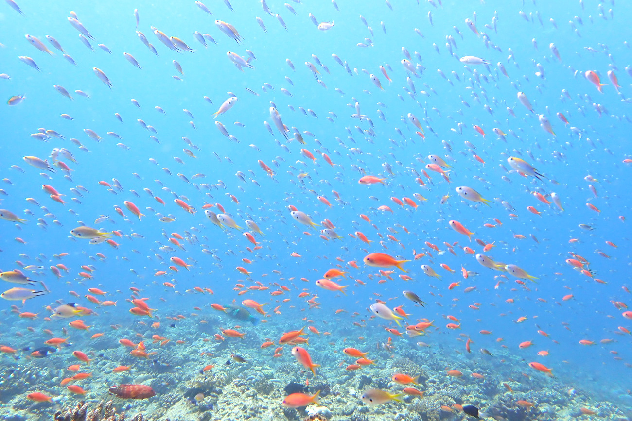 キンギョハナダイ