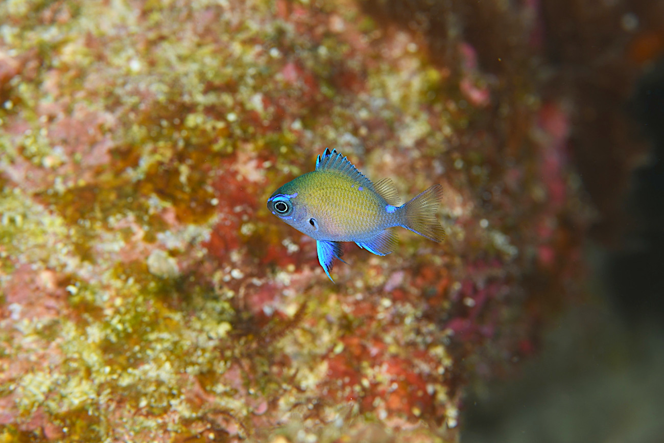 アマミスズメダイ幼魚