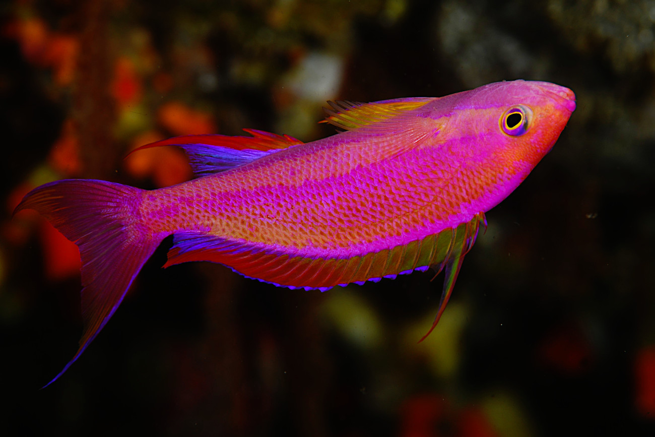 フチドリハナダイ