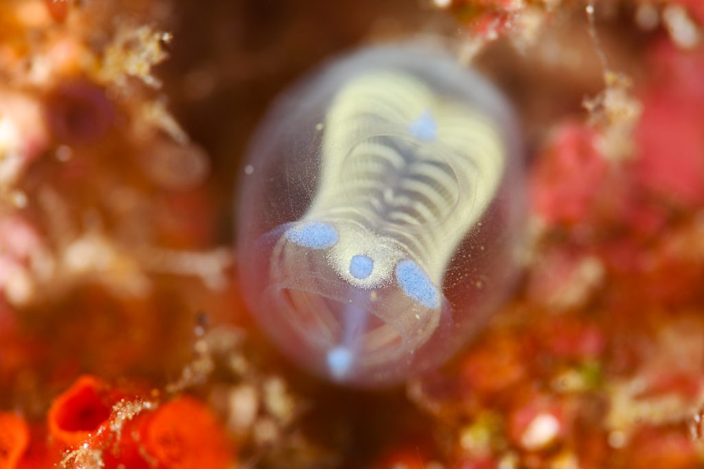 青いガイコツパンダホヤ