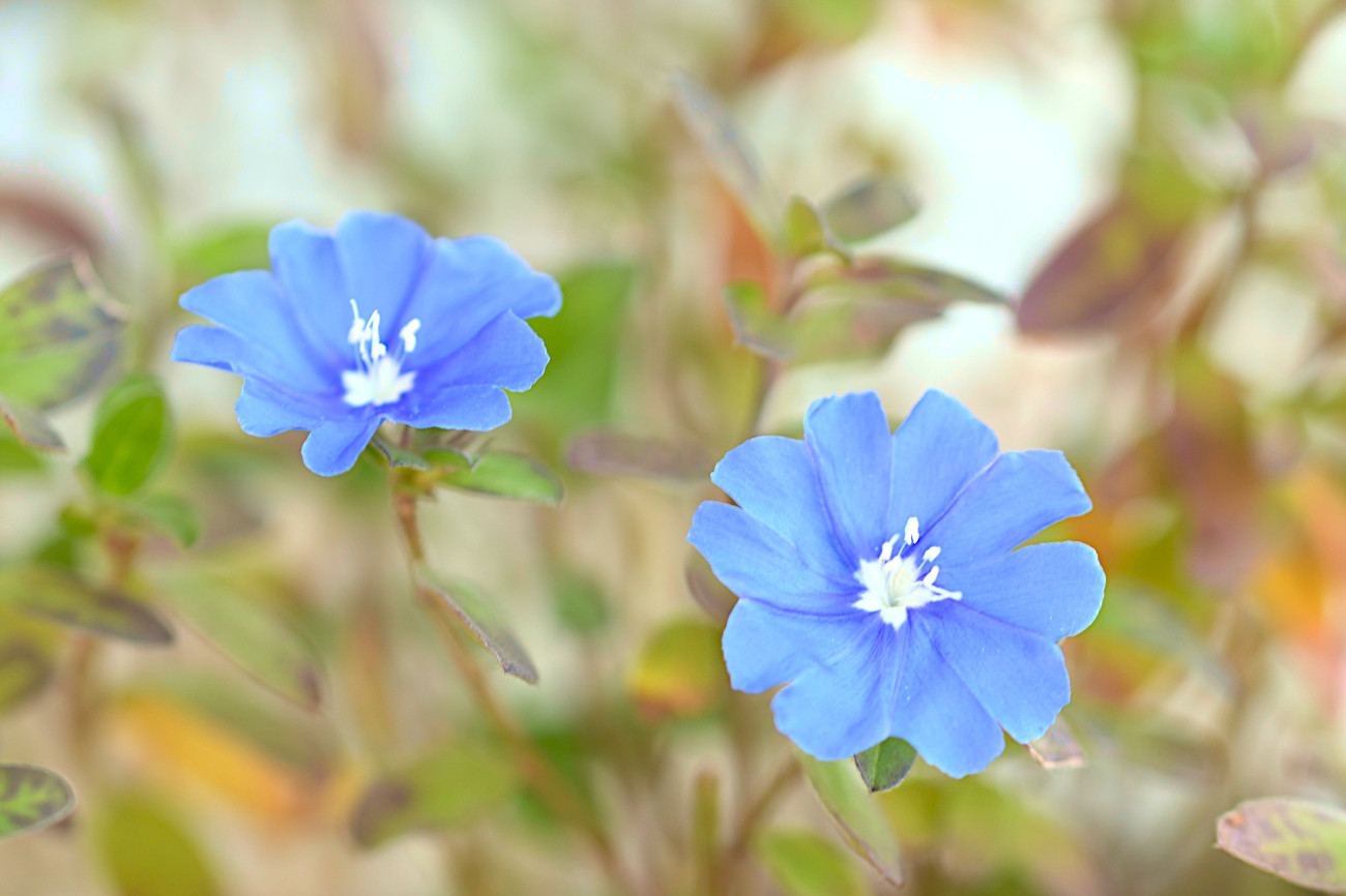 アメリカンブルー