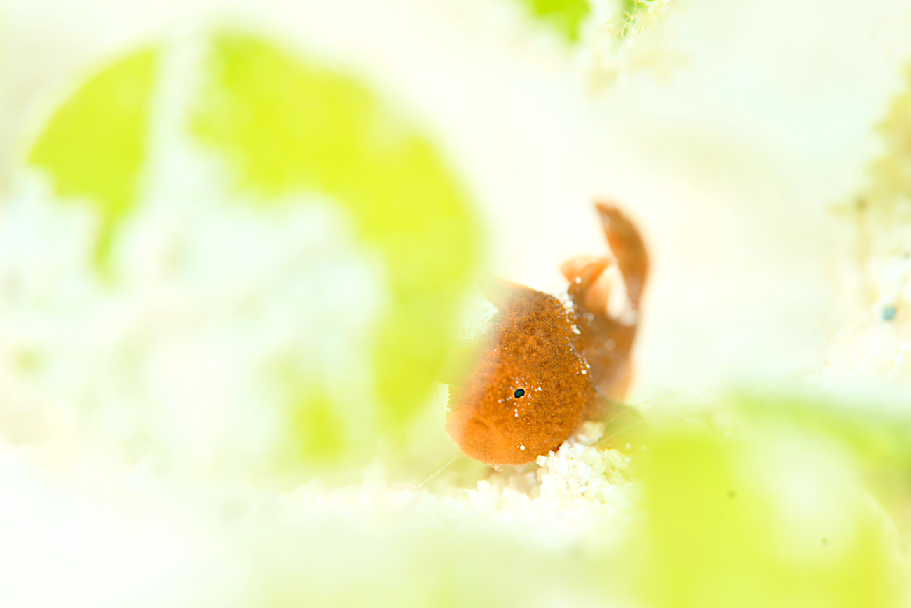 イロカエルアンコウ