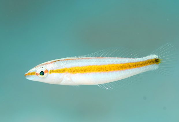 キスジキュウセン