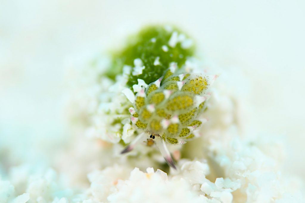 クサイロモウミウシ