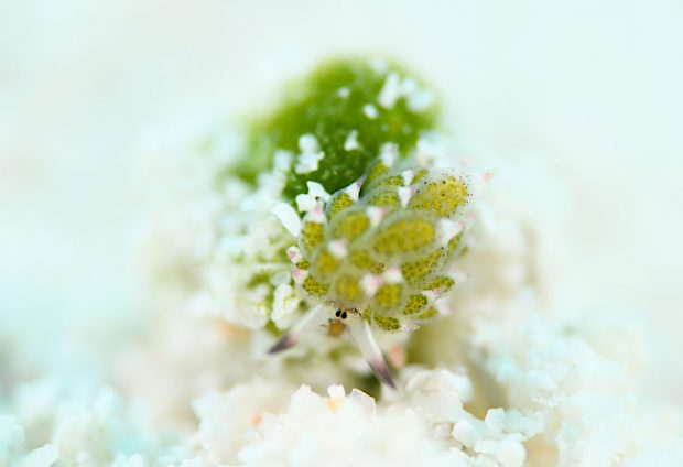 クサイロモウミウシ