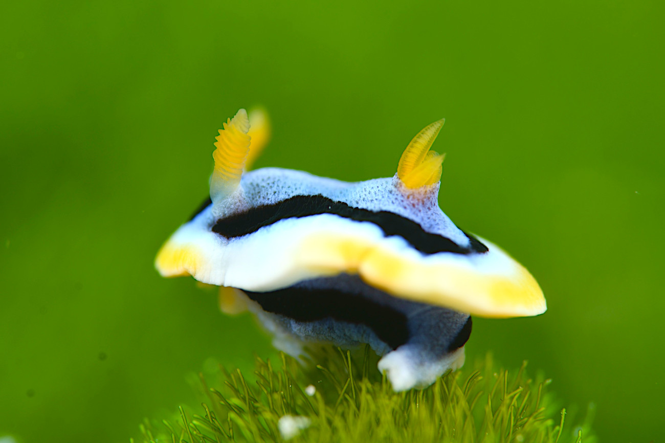 アンナウミウシ