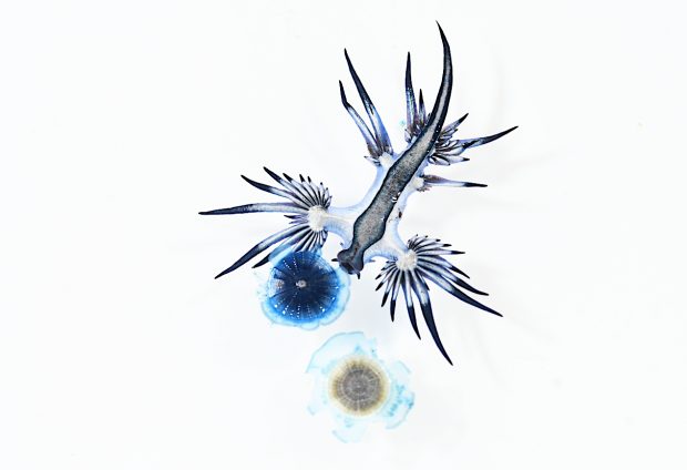 アオミノウミウシ