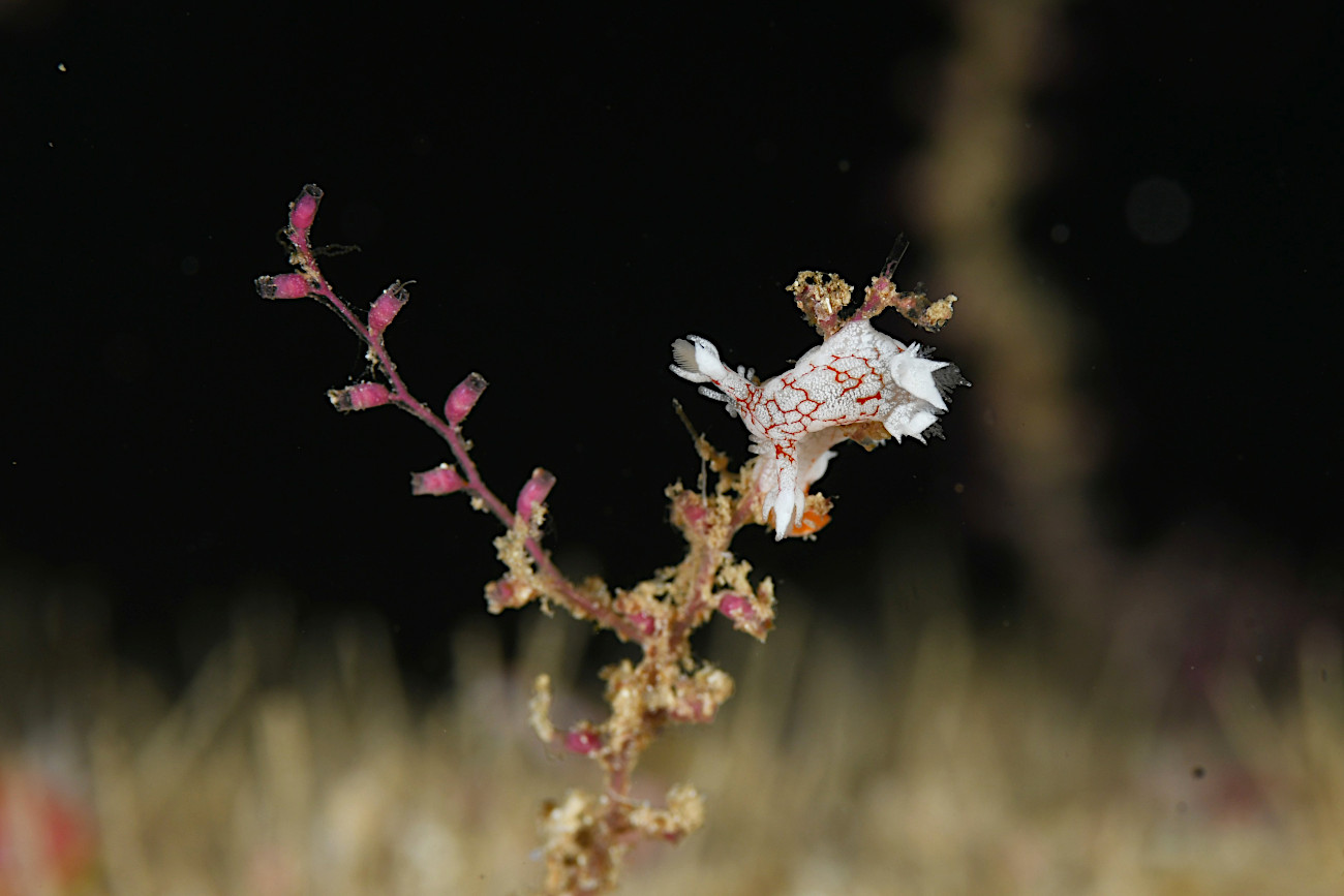 ヤマトユビウミウシ