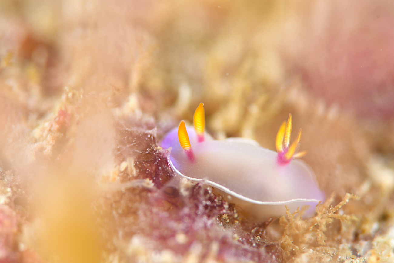 ゾウゲイロウミウシ