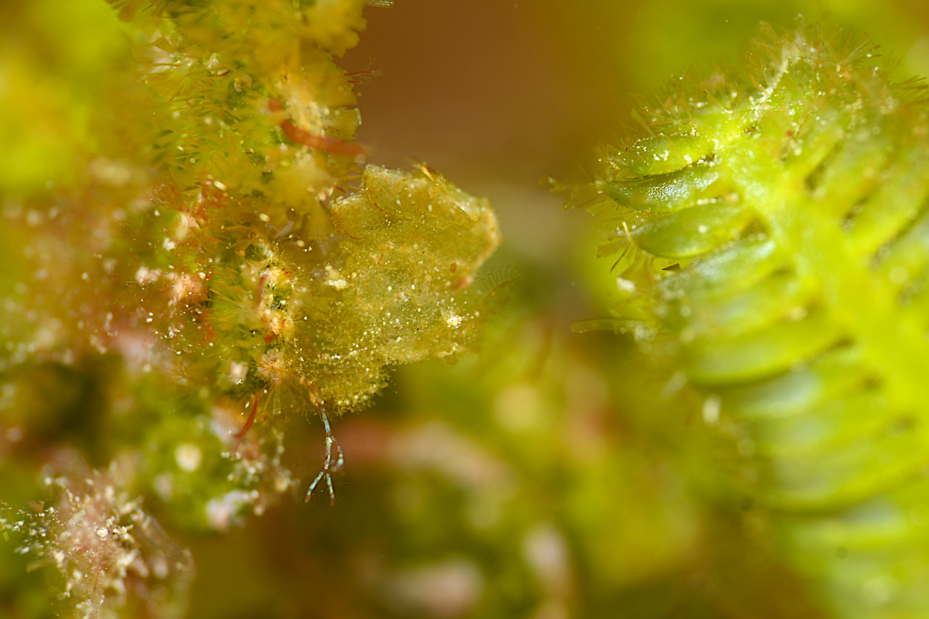 フィコカリス・シムランス