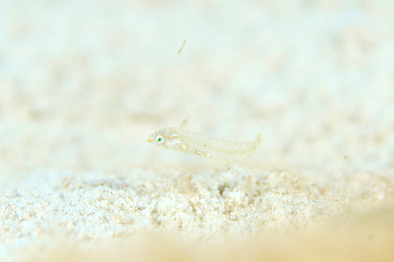 タテヤマベラ幼魚