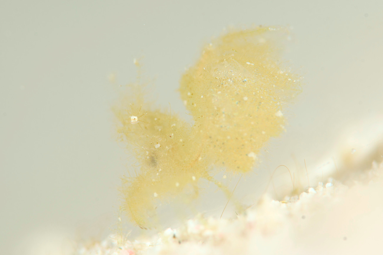 フィコカリス・シムランス