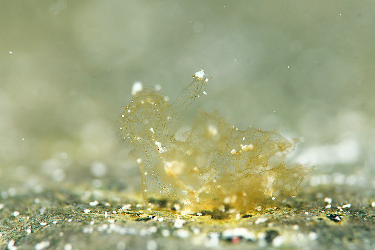 マツゲメリベウミウシ