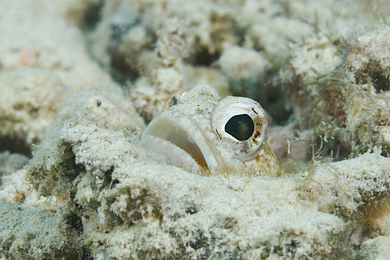 ジョーフィッシュ