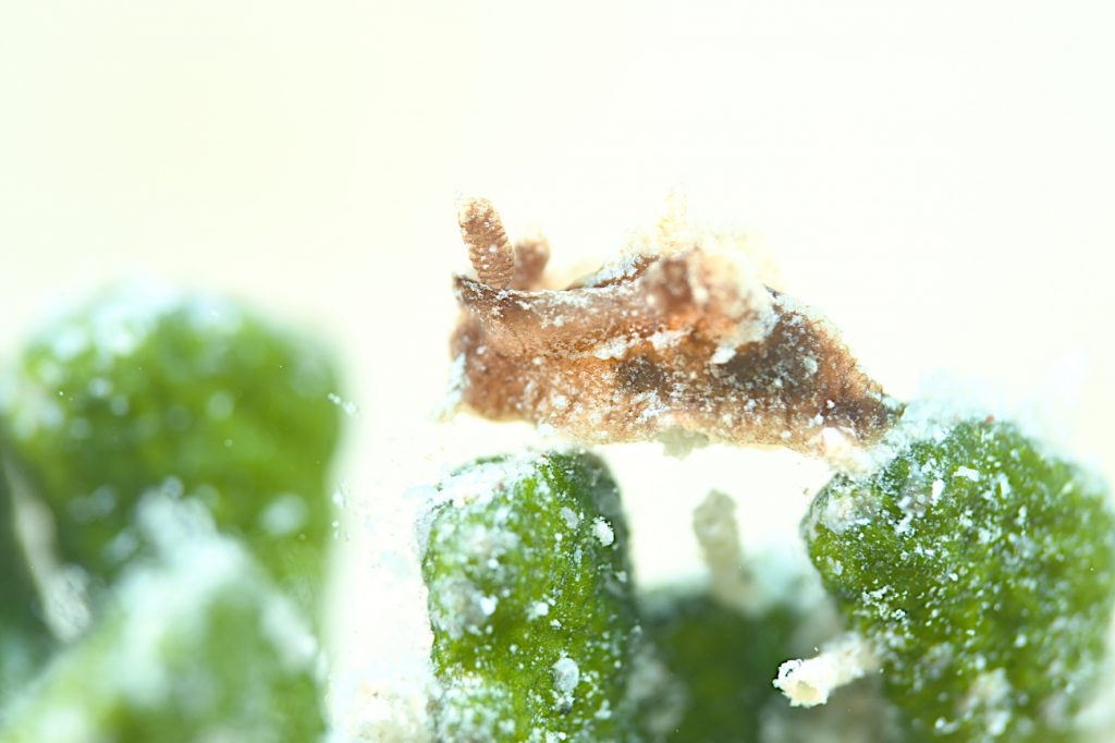 クロネコウミウシ