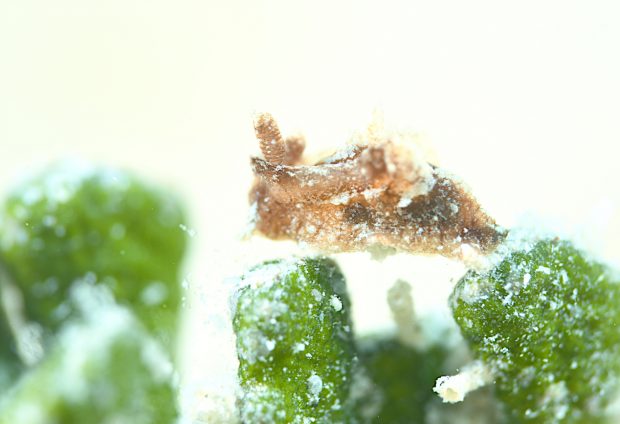 クロネコウミウシ