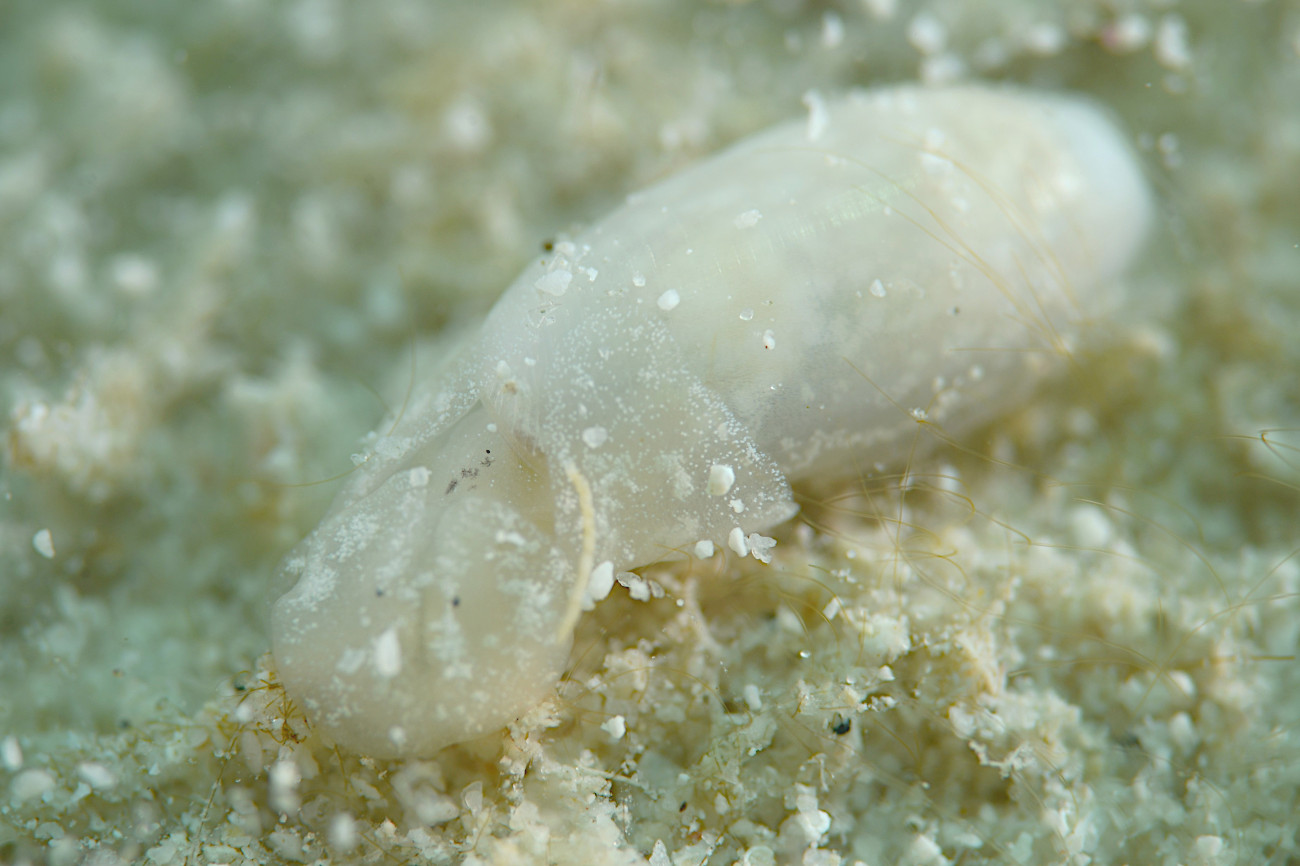 ヨワタマゴガイ