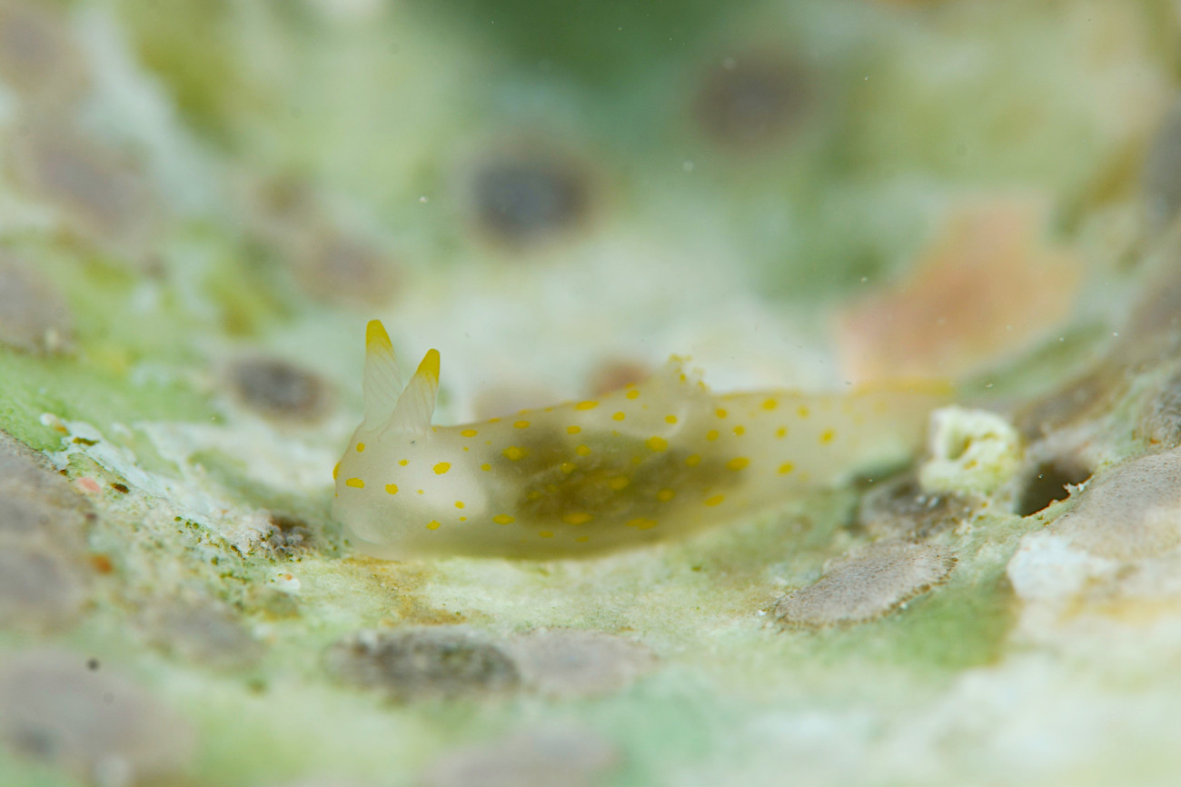 スカシキヌハダウミウシ