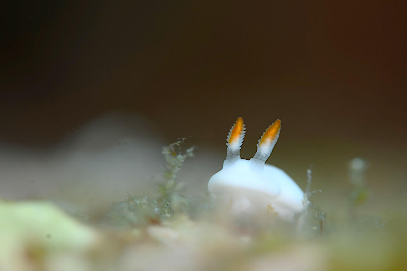 シロウサギウミウシ