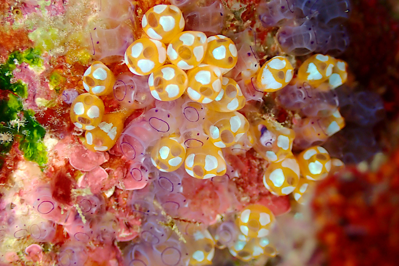 カールオジサンホヤとウルトラマンホヤ