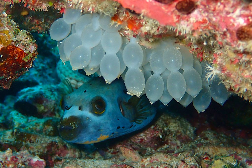 コクテンフグとトラフコウイカの卵