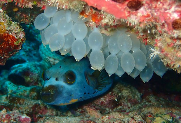 コクテンフグとトラフコウイカの卵