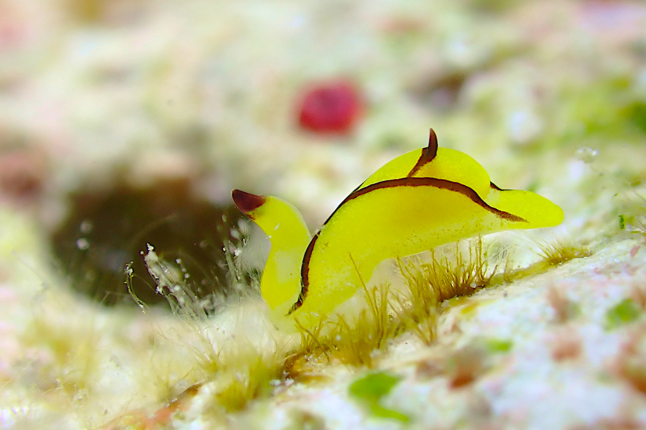 オレンジウミコチョウ