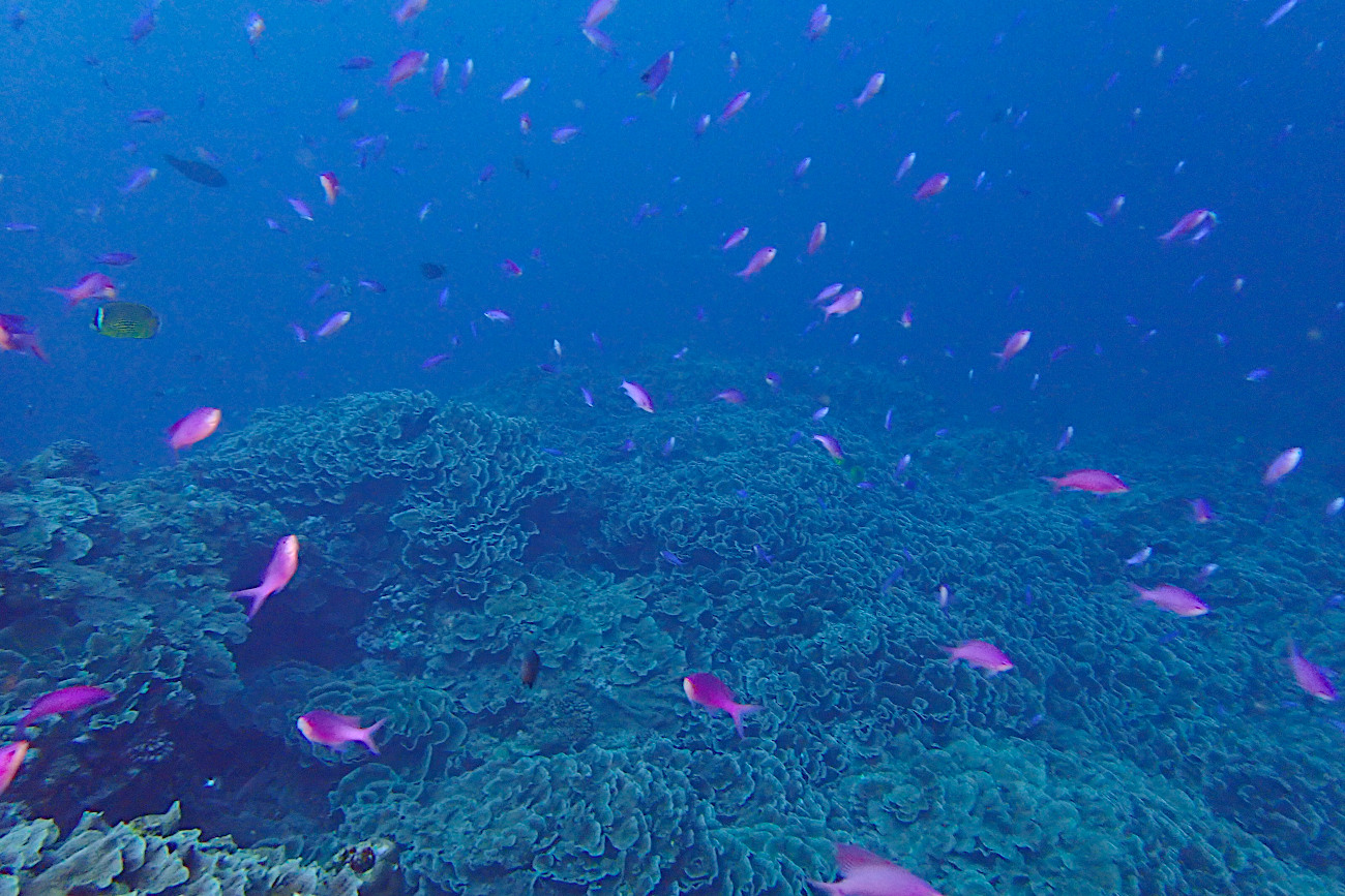 リュウキュウキッカサンゴとハナゴイ