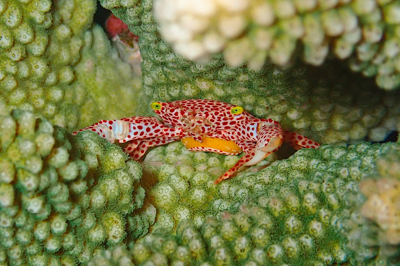 オオアカホシサンゴガニ